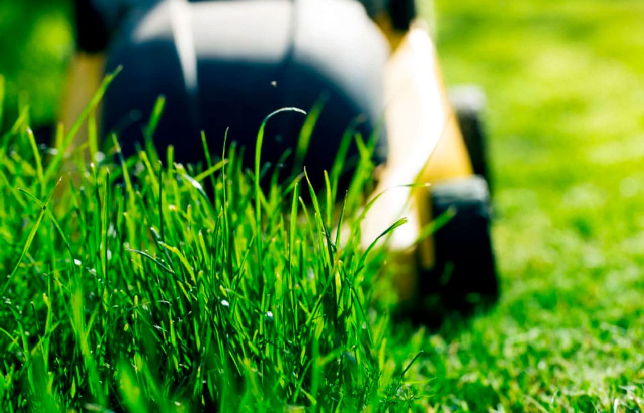 Limpieza de jardines en Burgos gracias a Limpiezas Gloria